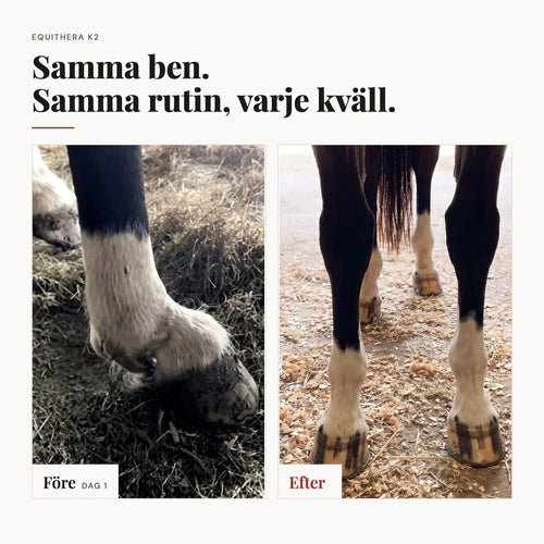 EquiThera K2 — Så senan får rätt stöd att läka på djupet